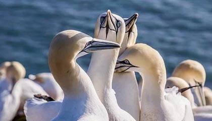 LeyuSports-韩选手星际争霸跨界合作项目曝光，星际争霸中韩对抗赛比赛视频